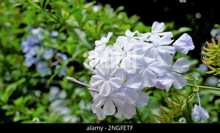 Landschaftsmodus mit wunderschönen Blumen von Plumbago auriculata, auch bekannt als Cape Plumbago, Leaderwort, Blister Leaf, Quaker Blossom usw. Stockfoto