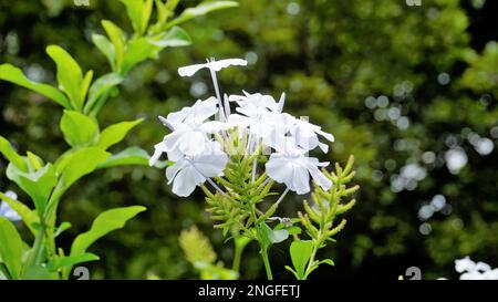 Landschaftsmodus mit wunderschönen Blumen von Plumbago auriculata, auch bekannt als Cape Plumbago, Leaderwort, Blister Leaf, Quaker Blossom usw. Stockfoto