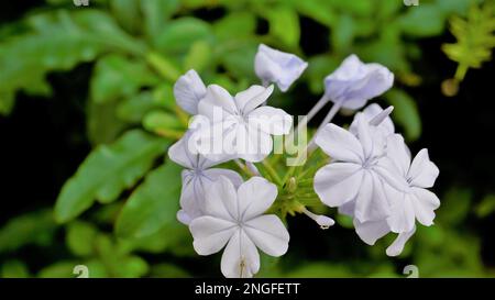 Landschaftsmodus mit wunderschönen Blumen von Plumbago auriculata, auch bekannt als Cape Plumbago, Leaderwort, Blister Leaf, Quaker Blossom usw. Stockfoto