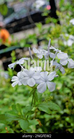 Porträtmodus der wunderschönen Blüten von Plumbago auriculata, auch bekannt als Cape Plumbago, Leaderwort, Blister Leaf, Quaker Blossom usw. Stockfoto