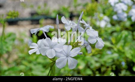 Landschaftsmodus mit wunderschönen Blumen von Plumbago auriculata, auch bekannt als Cape Plumbago, Leaderwort, Blister Leaf, Quaker Blossom usw. Stockfoto