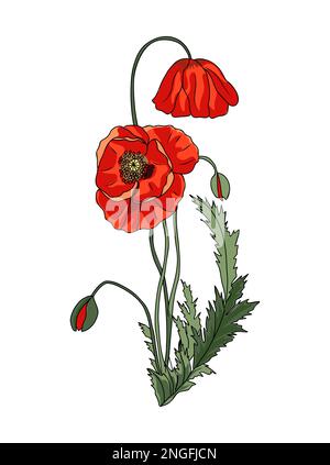 Poppy August Geburtsmonat Blütenvektorzeichnung. Stock Vektor