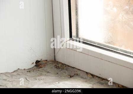 Reparatur der Neigung am Fenster, Pilze am Fenster, Fenster in der Wohnung Stockfoto