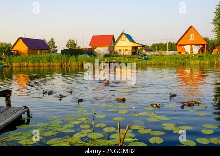 Ein zufriedener Mann mit einer Mütze schwimmt auf dem See unter Enten, vor dem Hintergrund von Hütten in Gartenanlagen im Sommer in Sibirien. Stockfoto