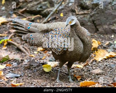 Ein männlicher grauer Pfauenfasan, Polyplectron bicalcaratum, der an einer Fütterungsstelle in Thailand ausgestellt wird Stockfoto