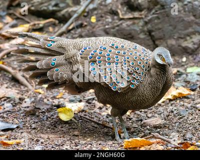 Ein männlicher grauer Pfauenfasan, Polyplectron bicalcaratum, der an einer Fütterungsstelle in Thailand ausgestellt wird Stockfoto