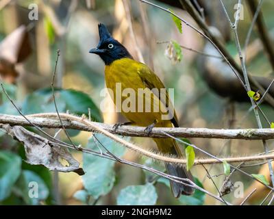 Schwarzkammerbulbul, Rubigula flaviventris, ein wunderschönes und gemeines Bulbul in südostasien und Thailand Stockfoto