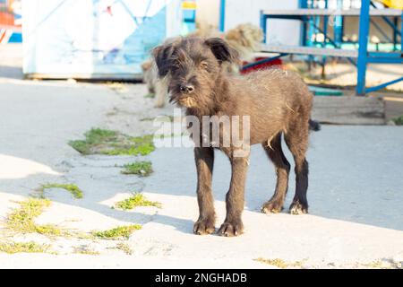 Ein obdachloser kleiner Welpe, der sich in der Sonne in einem Park sonnt Stockfoto