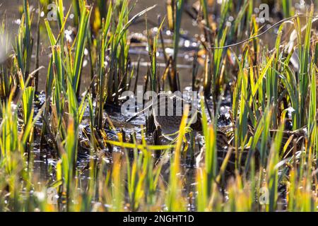 Snipe Gallinago kleine Wader mit sehr langem, feinem Schirm, cremefarbenem, gestreiftem Kopf und Rücken, rötlich-brauner Schwanz, blasse Unterseite in kurzer Vegetation am Wasser Stockfoto