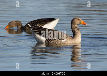 Grylag Gänse Anser, große graue Gänse graubraunes Gefieder auf dem Rücken und Bauch dunkle wellige Federgrate am Hals orangefarbenes Heck Stockfoto