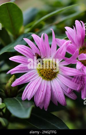 Ein Nahfoto von einem Haufen dunkelrosa Chrysanthemen mit gelben Mittelpunkten und weißen Spitzen auf den Blütenblättern Stockfoto