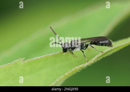 Natürliche Nahaufnahme einer kleinen schwarzen Blattläuse, die Wespe, Pemphredon-Art, im Garten füttert Stockfoto