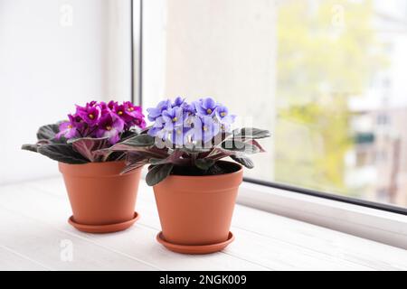 Wunderschöne Veilchen auf weißem Holzfenster, Platz für Text. Empfindliche Zimmerpflanzen Stockfoto