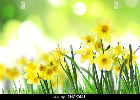 Wunderschöne blühende gelbe Narzissen im Freien an sonnigen Tagen Stockfoto