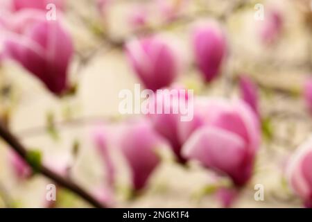 Verschwommener Blick auf den wunderschönen Magnolienbaum mit rosa Blüten im Freien, Nahaufnahme. Bokeh-Effekt Stockfoto