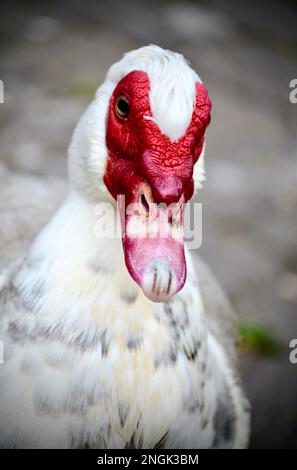 Porträt einer Moschusente, die für die Kamera posiert Stockfoto