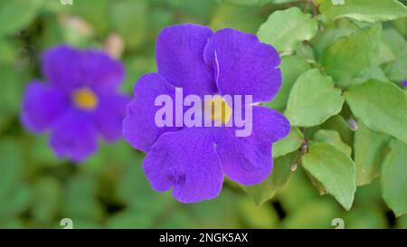 Landschaften mit wunderschönen Blumen von Thunbergia erecta, auch bekannt als Buschuhr, Kings Mantel, Purple Glocke usw. Stockfoto