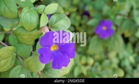 Landschaften mit wunderschönen Blumen von Thunbergia erecta, auch bekannt als Buschuhr, Kings Mantel, Purple Glocke usw. Stockfoto