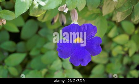 Landschaften mit wunderschönen Blumen von Thunbergia erecta, auch bekannt als Buschuhr, Kings Mantel, Purple Glocke usw. Stockfoto