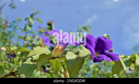 Landschaften mit wunderschönen Blumen von Thunbergia erecta, auch bekannt als Buschuhr, Kings Mantel, Purple Glocke usw. Stockfoto