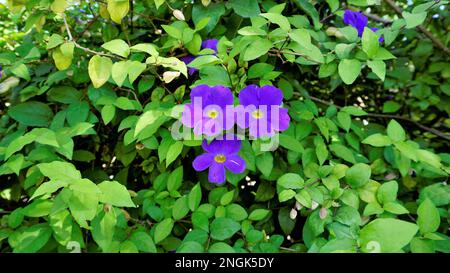 Landschaften mit wunderschönen Blumen von Thunbergia erecta, auch bekannt als Buschuhr, Kings Mantel, Purple Glocke usw. Stockfoto