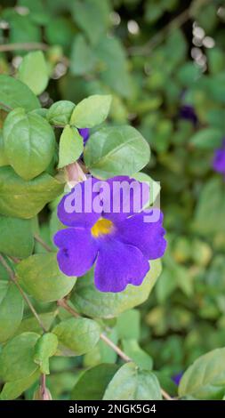 Porträt der wunderschönen Blumen von Thunbergia erecta, auch bekannt als Buschuhr, Kings Mantel, Purple Glocke usw. Stockfoto