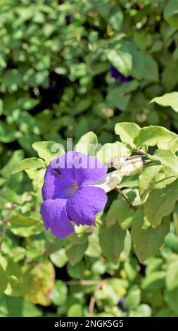 Porträt der wunderschönen Blumen von Thunbergia erecta, auch bekannt als Buschuhr, Kings Mantel, Purple Glocke usw. Stockfoto