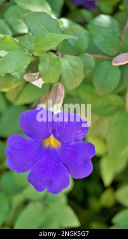 Porträt der wunderschönen Blumen von Thunbergia erecta, auch bekannt als Buschuhr, Kings Mantel, Purple Glocke usw. Stockfoto