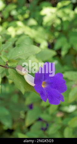 Porträt der wunderschönen Blumen von Thunbergia erecta, auch bekannt als Buschuhr, Kings Mantel, Purple Glocke usw. Stockfoto