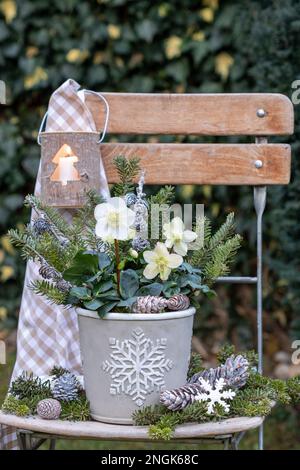 weihnachtsgartengestaltung mit helleborus niger im Topf und Holzlaterne Stockfoto