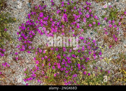 Purplemat oder Purple Mat, Nama Demmissum, Superbloom 2019 im Cottonwood Canyon, Colorado Desert, Joshua Tree National Park, Kalifornien, USA Stockfoto