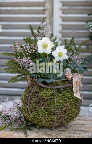 helleborus niger und Tannenäste im Korb mit Moos im Garten Stockfoto