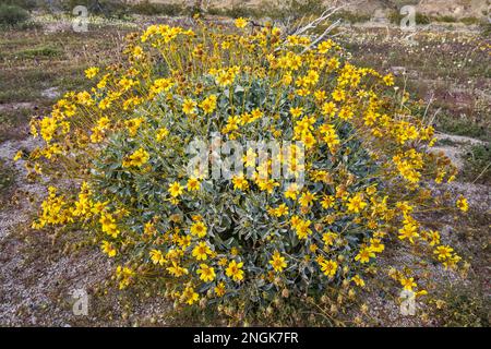 Brittlebush Busch, Superblume 2019 in Cottonwood Canyon, Colorado Desert, Joshua Tree National Park, Kalifornien, USA Stockfoto