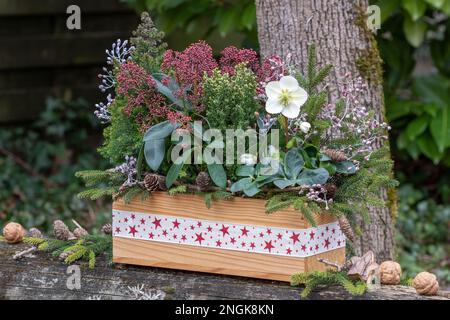 helleborus niger, Skimmia japonica und Nadelholz in Holzkiste mit weihnachtsschmuck Stockfoto