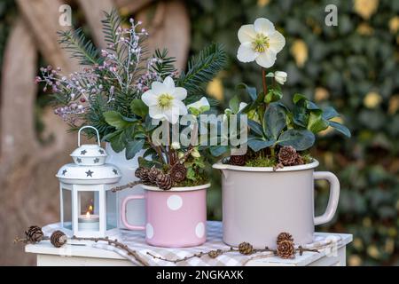 Wintergartengestaltung mit helleborus niger in Schmelzbechern und Laterne Stockfoto