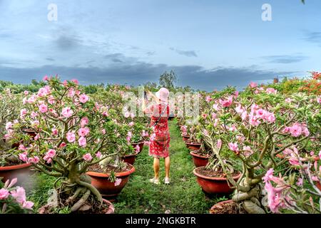 Eine weibliche Touristin besucht einen Garten mit wunderschönen pinkfarbenen adenium-Blumentöpfen von Bauern in der Stadt Sa DEC, Provinz Dong Thap, Vietnam Stockfoto