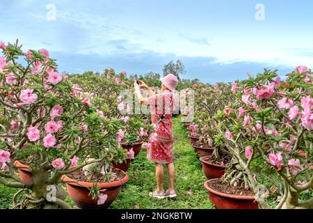Eine weibliche Touristin besucht einen Garten mit wunderschönen pinkfarbenen adenium-Blumentöpfen von Bauern in der Stadt Sa DEC, Provinz Dong Thap, Vietnam Stockfoto