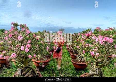 Eine weibliche Touristin besucht einen Garten mit wunderschönen pinkfarbenen adenium-Blumentöpfen von Bauern in der Stadt Sa DEC, Provinz Dong Thap, Vietnam Stockfoto