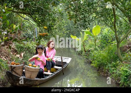 In der Stadt Sa DEC in der Provinz Dong Thap, Vietnam, ernten die Bauern im Garten Mandarinen Stockfoto