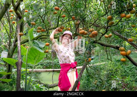 Wunderschöne weibliche Touristen in einem Tangerinnengarten in Sa DEC City, Dong Thap Provinz, Vietnam Stockfoto