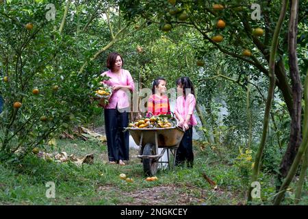 In der Stadt Sa DEC in der Provinz Dong Thap, Vietnam, ernten die Bauern im Garten Mandarinen Stockfoto