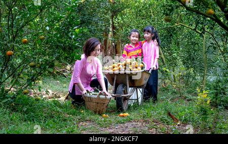 In der Stadt Sa DEC in der Provinz Dong Thap, Vietnam, ernten die Bauern im Garten Mandarinen Stockfoto