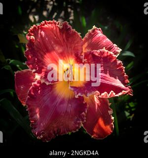 Ein Anbau von Taglilie oder Tageslilie, eine Blütenpflanze der Gattung Hemerocallis und Mitglied der Familie Asphodelaceae, Unterfamilie Hemer. Stockfoto