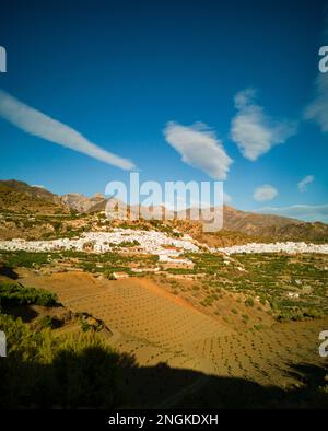 Neu gepflanzter Mangoborchard mit dem Dorf Frigiliana und den Bergen Sierra de Tejeda, Provinz Malaga, Andalusien, Spanien Stockfoto