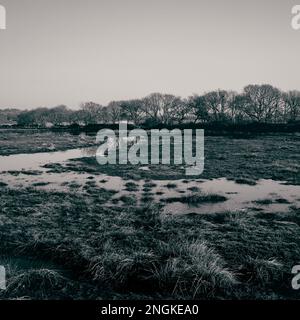 Ein Schwarzweißfoto von Feuchtgebieten im Naturschutzgebiet Brading Marshes Stockfoto