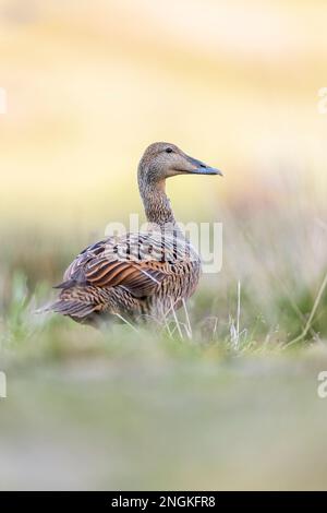 Eider Duck; Somateria mollissima; Female; Vereinigtes Königreich Stockfoto