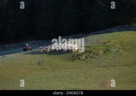 Schafe (Orvis Domestic), die vom Bauern auf dem Quad und dem Hund, Almorness, Dumfries und Galloway, Südschottland, zusammengetrieben werden Stockfoto