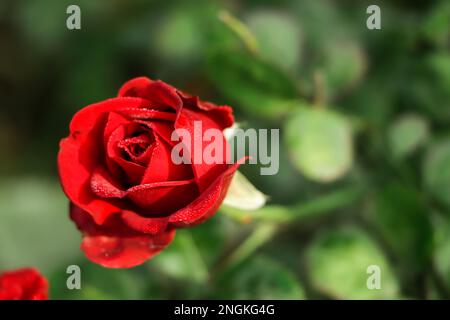 Rote Rose auf dem Ast im Garten Stockfoto