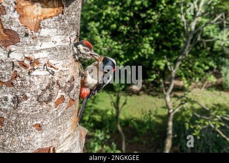 Großspecht; Dendrocopos Major; Erwachsenenfütterung, jung; Großbritannien Stockfoto