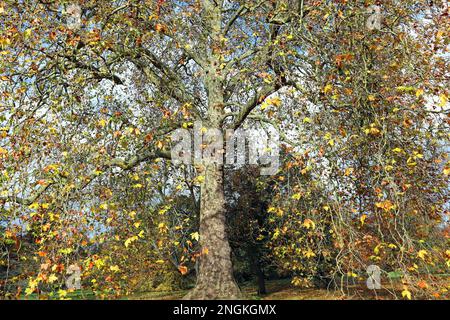 Der Londoner Flugzeugbaum (Platanus x Hispanica) zeigt gelbbraunes Herbstlaub; ein vertrauter Anblick entlang der Straßen und in den Parks von London Stockfoto